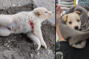 Λιβαδειά Βοιωτίας: Προσπαθεί να ξαναπερπατήσει μωρό σκυλάκι που βρέθηκε πεταμένο μετά από κλωτσιά (βίντεο)