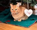 Βρέθηκε-Xάθηκε θηλυκή στειρωμένη ξανθιά γάτα από την περιοχή του Ζωγράφου Αττικής