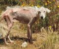 Μέγαρα Αττικής: Έκκληση για τον εντοπισμό άρρωστου σκύλου που κυκλοφορεί εξαθλιωμένος