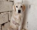 Μεσολόγγι Αιτωλοακαρνανίας: Χρειάζεται σπιτικό σκυλίτσα που πυροβολήθηκε και έχασε το ένα πόδι της