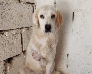 Μεσολόγγι Αιτωλοακαρνανίας: Χρειάζεται σπιτικό σκυλίτσα που πυροβολήθηκε και έχασε το ένα πόδι της