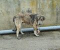 Μητρόπολη Καρδίτσας: Ακρωτηριάστηκε πόδι σκύλου που παγιδεύτηκε σε συρμάτινη θηλιά κυνηγού