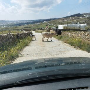 MykonosAgeladesPastouromenes9 4 2023 2