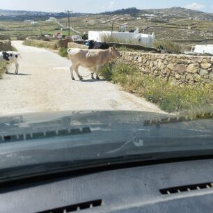 MykonosAgeladesPastouromenes9 4 2023 3