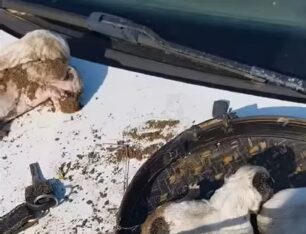 Μύκονος: Έθαψε ζωντανά τα νεογέννητα κουτάβια μέσα σε σακούλα και τα πέταξε στα σκουπίδια (βίντεο)