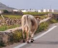Μύκονος: Αγελάδα κακοποιείται με παστούρα και περιφέρεται με δεμένα και τα 4 πόδια της (βίντεο)