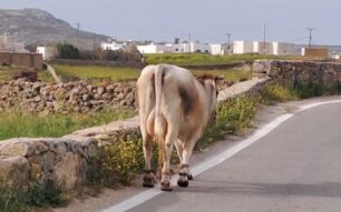 Μύκονος: Αγελάδα κακοποιείται με παστούρα και περιφέρεται με δεμένα και τα 4 πόδια της (βίντεο)