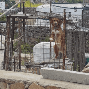 Μύκονος: Απείλησε να πυροβολήσει γυναίκα επειδή υπερασπίστηκε τα ζώα που κακοποιούνται με παστούρες και όχι μόνο (βίντεο) 1 MykonosSkylosKlouvi30 4 2023 1