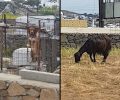 Μύκονος: Απείλησε να πυροβολήσει γυναίκα επειδή υπερασπίστηκε τα ζώα που κακοποιούνται με παστούρες και όχι μόνο (βίντεο)