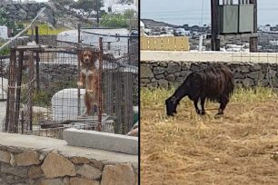 Μύκονος: Απείλησε να πυροβολήσει γυναίκα επειδή υπερασπίστηκε τα ζώα που κακοποιούνται με παστούρες και όχι μόνο (βίντεο)