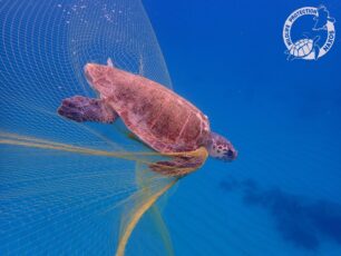 Νάξος: Έσωσαν θαλάσσιες χελώνες που τουρίστες βρήκαν παγιδευμένες σε δίχτυα