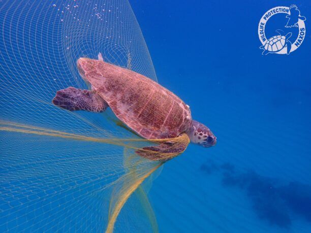 Νάξος: Έσωσαν θαλάσσιες χελώνες που τουρίστες βρήκαν παγιδευμένες σε δίχτυα