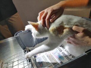 Νέα Χαλκηδόνα Αττικής: Ακόμα μια γάτα παράλυτη πυροβολημένη με αεροβόλο στην σπονδυλική στήλη