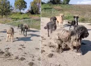 Έβρος: Εξαθλιωμένα σκυλιά στο εγκαταλελειμμένο φυλάκιο Ζώνης στην Ορεστιάδα (βίντεο)