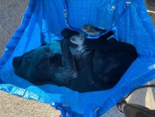 Πάρος: Οδηγός φορτηγού της Δ.Ε.Υ.Α.Π. πάτησε, σκότωσε σκύλο και αδιαφόρησε
