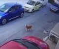 Κρήτη: Πρόστιμο 40.500 ευρώ και σύλληψη στην 63χρονη οδηγό που σκόπιμα πάτησε σκύλο (βίντεο)