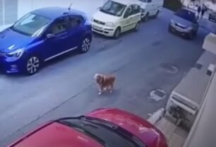 Κρήτη: Πρόστιμο 40.500 ευρώ και σύλληψη στην 63χρονη οδηγό που σκόπιμα πάτησε σκύλο (βίντεο)