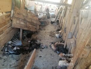 Ποταμοί Λασιθίου: Πολλές γαλοπούλες που ζούσαν σε άθλιες συνθήκες βρέθηκαν νεκρές (βίντεο)