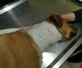 Πτελοπούλα Καρδίτσας: Συρμάτινη θηλιά κυνηγού έκοψε τον λαιμό σκύλου – Έκκληση για τα έξοδα (βίντεο)