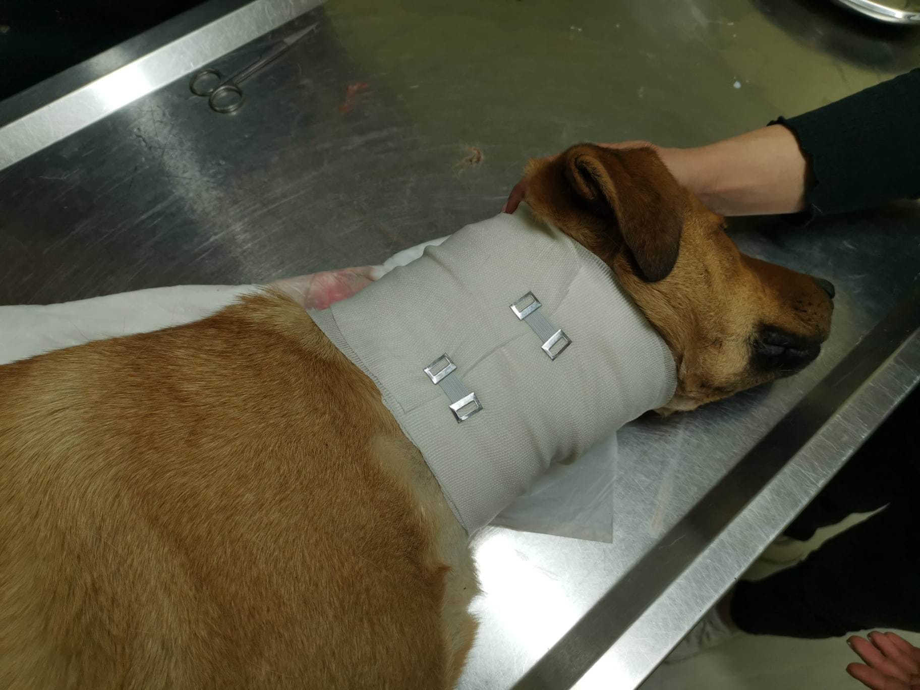 Πτελοπούλα Καρδίτσας: Συρμάτινη θηλιά κυνηγού έκοψε τον λαιμό σκύλου – Έκκληση για τα έξοδα (βίντεο)