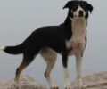 Έβρος: Τουρίστας έχασε τον σκύλο του στα ελληνοτουρκικά σύνορα