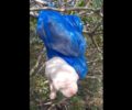Ρόδος: Βρήκε νεογέννητα κουτάβια ζωντανά σε σακούλα πεταμένα πάνω σε δέντρο (βίντεο)