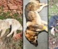 Συστηματική εξόντωση σκυλιών με φόλες σε Σιάτιστα και Τσοτύλι Κοζάνης
