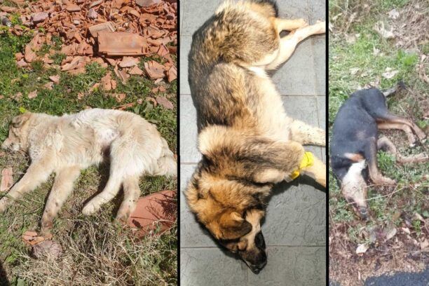 Συστηματική εξόντωση σκυλιών με φόλες σε Σιάτιστα και Τσοτύλι Κοζάνης