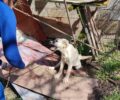 Στρώμη Φθιώτιδας: Έσωσαν σκύλο που βρέθηκε αλυσοδεμένος σε στάνη να μασάει λαμαρίνες