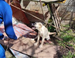 Στρώμη Φθιώτιδας: Έσωσαν σκύλο που βρέθηκε αλυσοδεμένος σε στάνη να μασάει λαμαρίνες