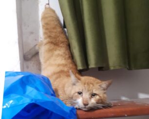 Θεσσαλονίκη: Έσωσαν γάτα που παγιδεύτηκε σε παράθυρο με ανάκλιση