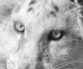 Έγινε ευθανασία στο τιγράκι – Το Υπ. Περιβάλλοντος σιώπησε και άφησε το Αττικό Ζωολογικό Πάρκο να το ανακοινώσει