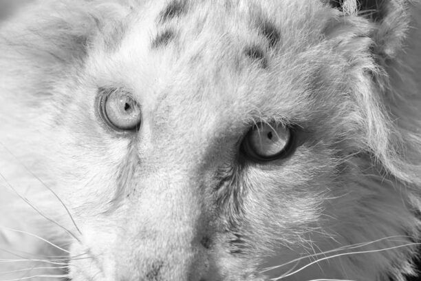 Έγινε ευθανασία στο τιγράκι – Το Υπ. Περιβάλλοντος σιώπησε και άφησε το Αττικό Ζωολογικό Πάρκο να το ανακοινώσει