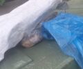 Βόλος Μαγνησίας: Έκλεισε νεογέννητα γατάκια σε τσουβάλι και τα πέταξε σε κάδο σκουπιδιών