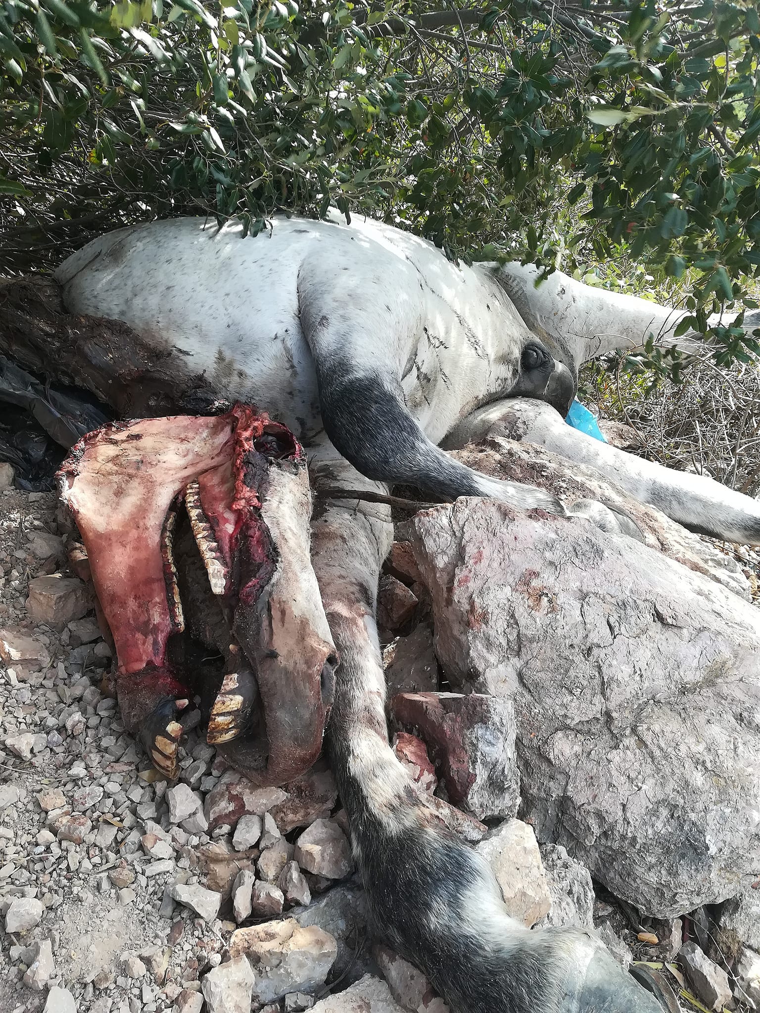Σκοτώνουν άλογα πετώντας τα σε απόκρημνη πλαγιά της Πάρνηθας 17 AlogoNekroParnitha10 10 2022 1