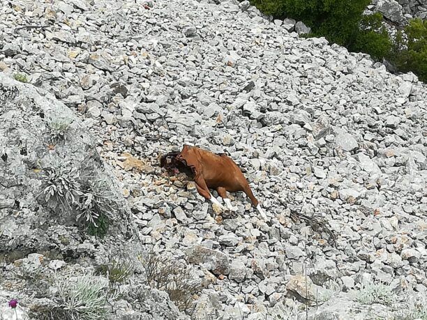 Ιππόθεσις: Ζητάμε νεκροψία και ιχνηλάτηση στα άλογα που βρέθηκαν νεκρά στην Πάρνηθα
