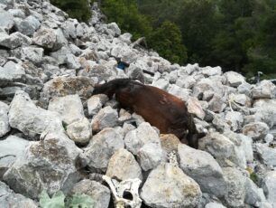 Σκοτώνουν άλογα πετώντας τα σε απόκρημνη πλαγιά της Πάρνηθας