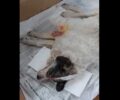 Παραμένει σε σοβαρή κατάσταση σκύλος που πυροβολήθηκε στο κεφάλι στον Αμπελώνα Λάρισας (βίντεο)