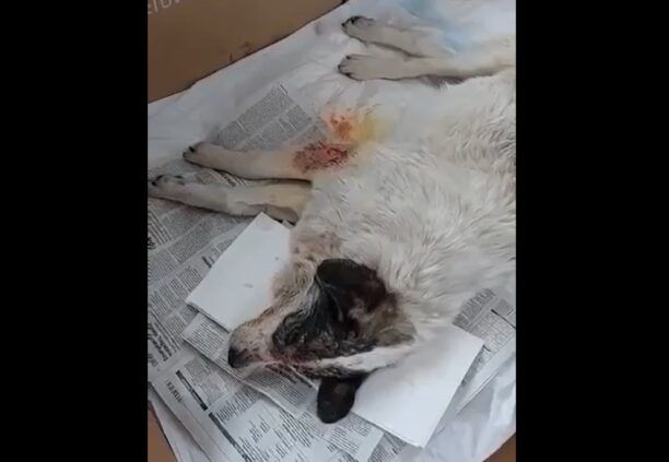 Παραμένει σε σοβαρή κατάσταση σκύλος που πυροβολήθηκε στο κεφάλι στον Αμπελώνα Λάρισας (βίντεο)
