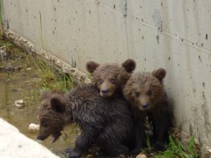 Φλώρινα: Έσωσαν τρία αρκουδάκια που εγκλωβίστηκαν σε κανάλι στο Φράγμα Τριανταφυλλιάς (βίντεο)