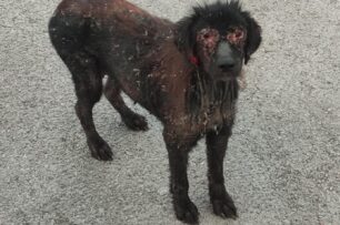 Ασπρόπυργος Αττικής: Έκκληση για σοβαρά άρρωστο σκύλο που υποφέρει