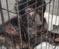 Ασπρόπυργος Αττικής: Μεταφέρθηκε σε κτηνιατρείο ο εξαθλιωμένος σκύλος