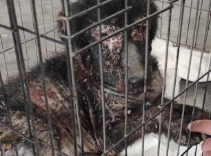 Ασπρόπυργος Αττικής: Μεταφέρθηκε σε κτηνιατρείο ο εξαθλιωμένος σκύλος