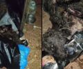 Ασπρόπυργος Αττικής: Σκυλιά νεκρά και ένα ζωντανό βρέθηκαν στα σκουπίδια σε σακούλες (βίντεο)
