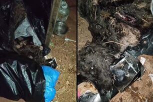 Ασπρόπυργος Αττικής: Σκυλιά νεκρά και ένα ζωντανό βρέθηκαν στα σκουπίδια σε σακούλες (βίντεο)