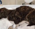 Ασπρόπυργος Αττικής: Έκκληση για έξοδα περίθαλψης σκύλου που βρέθηκε σε σακούλα μέσα σε κάδο σκουπιδιών (βίντεο)