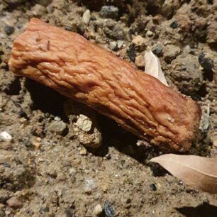 Αθήνα: Φόλες – λουκάνικα με καρφίτσες βρέθηκαν πίσω από το γήπεδο του Παναθηναϊκού 2 AthinaFolesLoukanikaAmpelokipoi8 11 2022 3