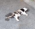 Αθήνα: Με φόλες δολοφονεί γάτες στον Κολωνό (βίντεο)