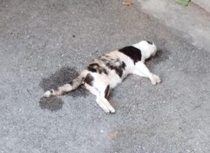 Αθήνα: Με φόλες δολοφονεί γάτες στον Κολωνό (βίντεο)