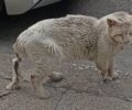 Αθήνα: Έκκληση για τον εντοπισμό τραυματισμένης γάτας με λιωμένη ουρά
